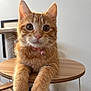 adorable, bell, cat, cat_tree, closeup, collar, curious, ears, eyes, fur, furniture, indoor, kitten, orange_tabby, paws, pet, portrait, tabby, whiskers, wooden_table