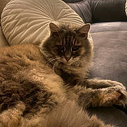 Cracotte participe au concours pour gagner de l'argent avec cette photo : animal, cat, comfort, couch, cozy, cushion, domestic, feline, fluffy, fur, home, indoor, leisure, living_room, paw, pet, relaxed, resting, soft, whiskers