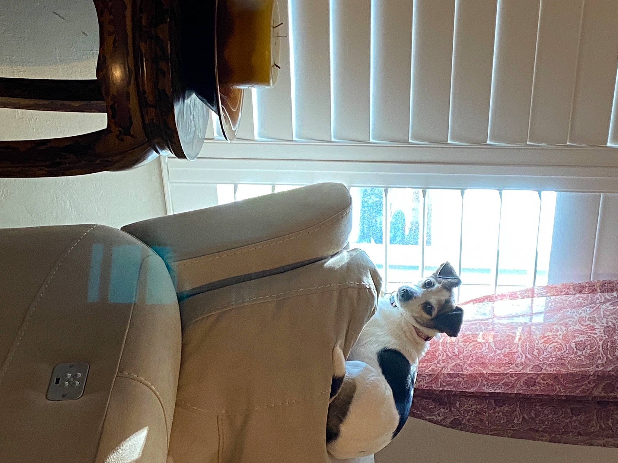 Lilly Boo is registered to the contest to win money with this photo: auto_part, automotive_design, car_seat, car_seat_cover, carnivore, comfort, companion_dog, couch, dog, dog_breed, family_car, fawn, head_restraint, pug, tints_and_shades, vehicle, vehicle_door, window, wood, working_animal