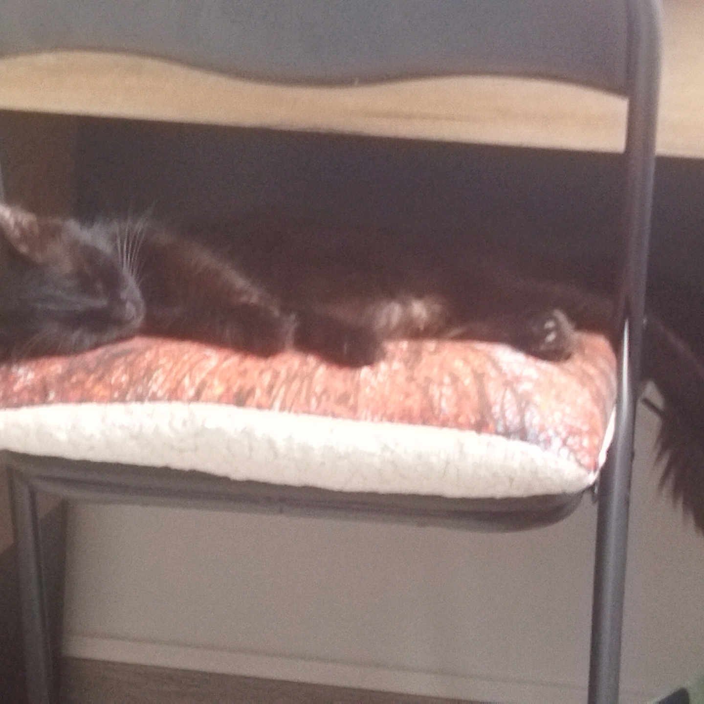 Aïcha participe au concours pour gagner de l'argent avec cette photo : accessories, animal, armchair, bag, bed, bedroom, blackcat, bunkbed, cat, chair, cushion, drawer, furniture, homedecor, indoors, kitten, linen, pet, room, shelf