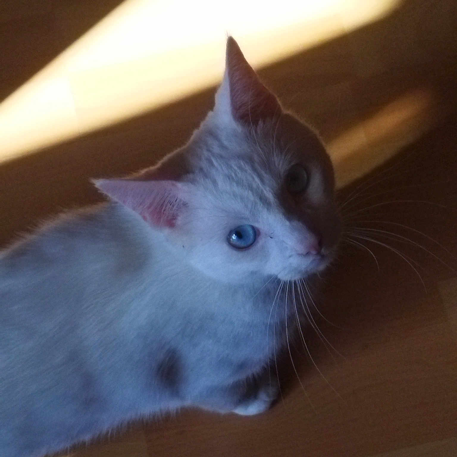 Santos