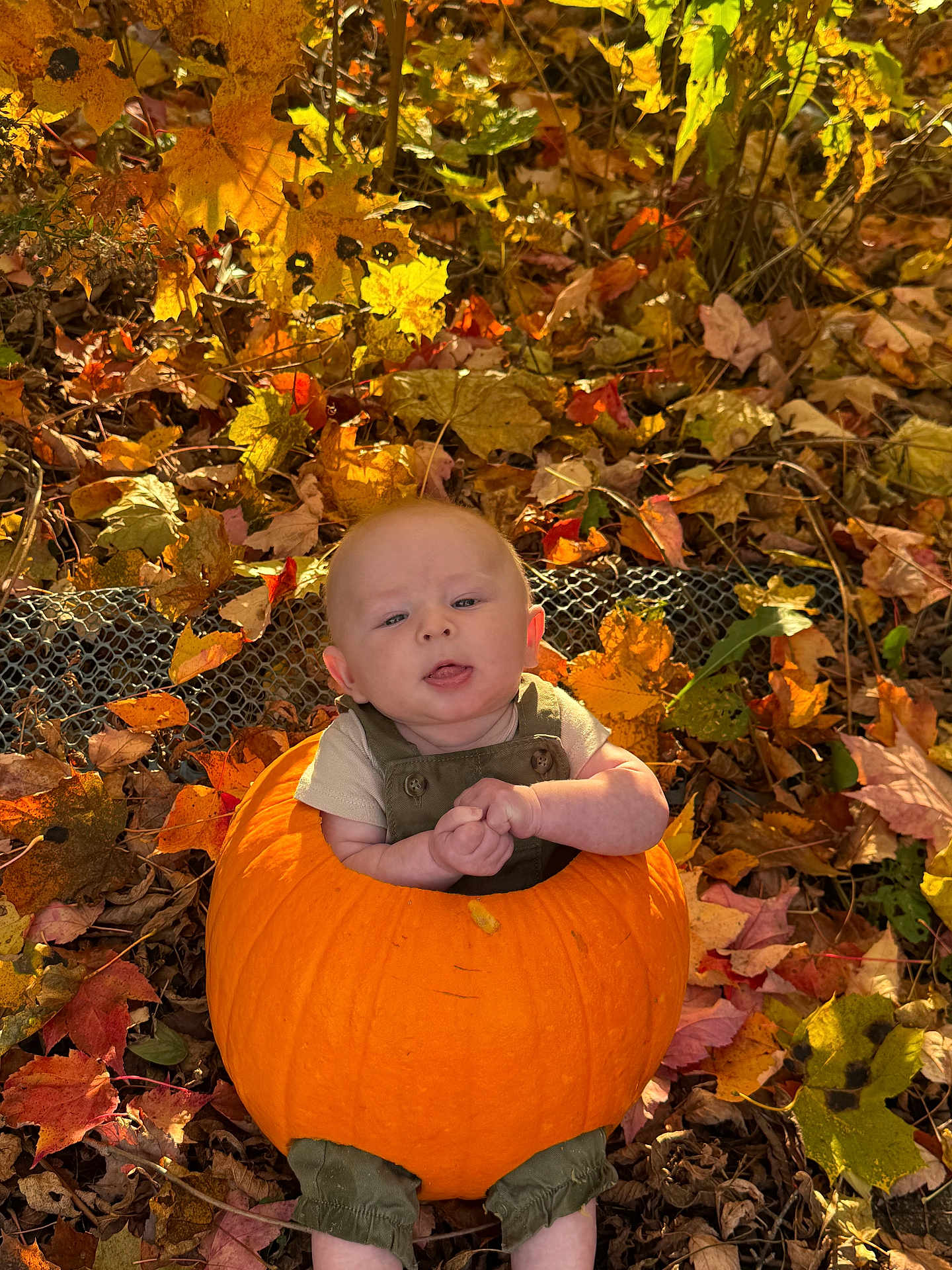 Walker joined the competition — help win amazing prizes! baby, pumpkin, autumn_leaves, fall, outdoor, nature, child, orange, green_clothing, sitting, cute, seasonal, leaf_litter, baby_face, holiday, harvest, portrait, playful, fun, season