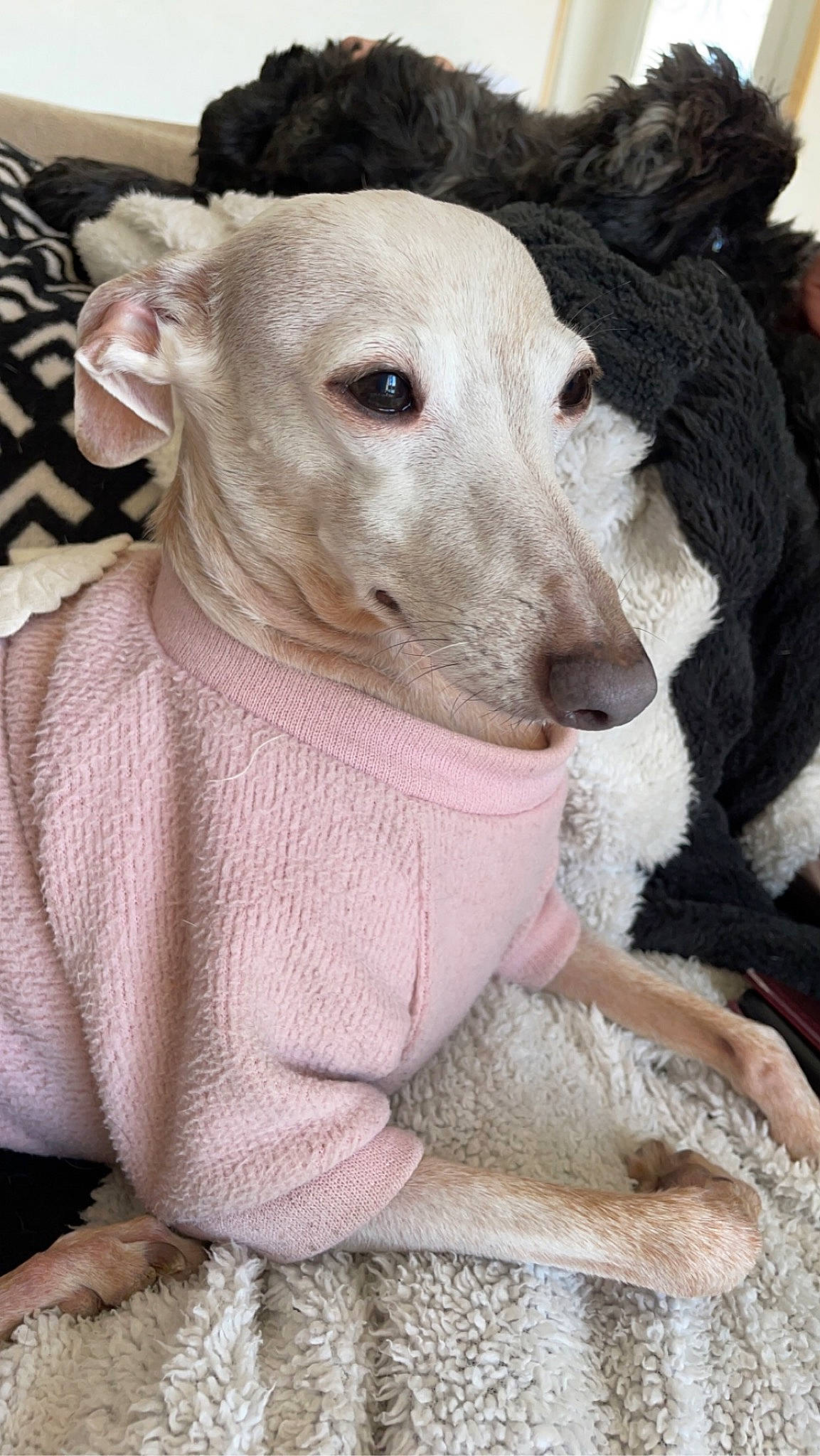 Mayla a rejoint le concours — aidez-le/la à gagner de superbes lots ! art, canidae, carnivore, companion_dog, creative_arts, dog, dog_breed, fawn, fur, pattern, pet_supply, pink, rampur_greyhound, sighthound, snout, sporting_group, terrestrial_animal, toy_dog, whiskers, working_animal