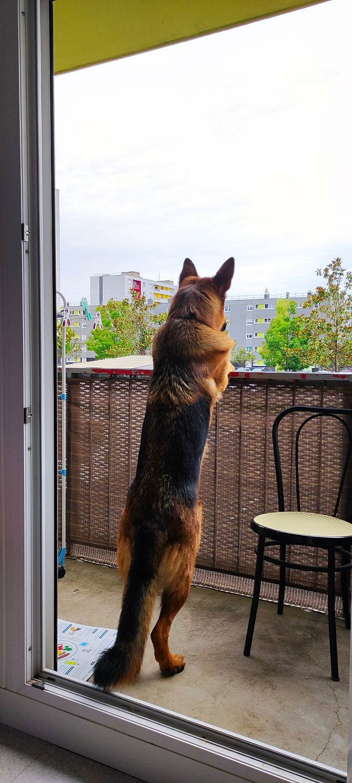 Pako participe au concours pour gagner de l'argent avec cette photo : carnivore, companion_dog, dog, dog_breed, door, fawn, felidae, german_shepherd_dog, herding_dog, house, mammal, outdoor_furniture, plant, sky, small_to_medium_sized_cats, snout, tail, tree, window, wood