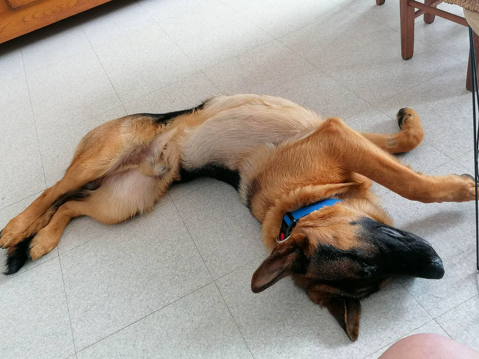 Pako participe au concours pour gagner de l'argent avec cette photo : bench, carnivore, comfort, companion_dog, dog, dog_breed, fawn, flooring, fur, hardwood, linens, liver, nap, paw, sporting_group, tail, terrestrial_animal, wood, working_animal