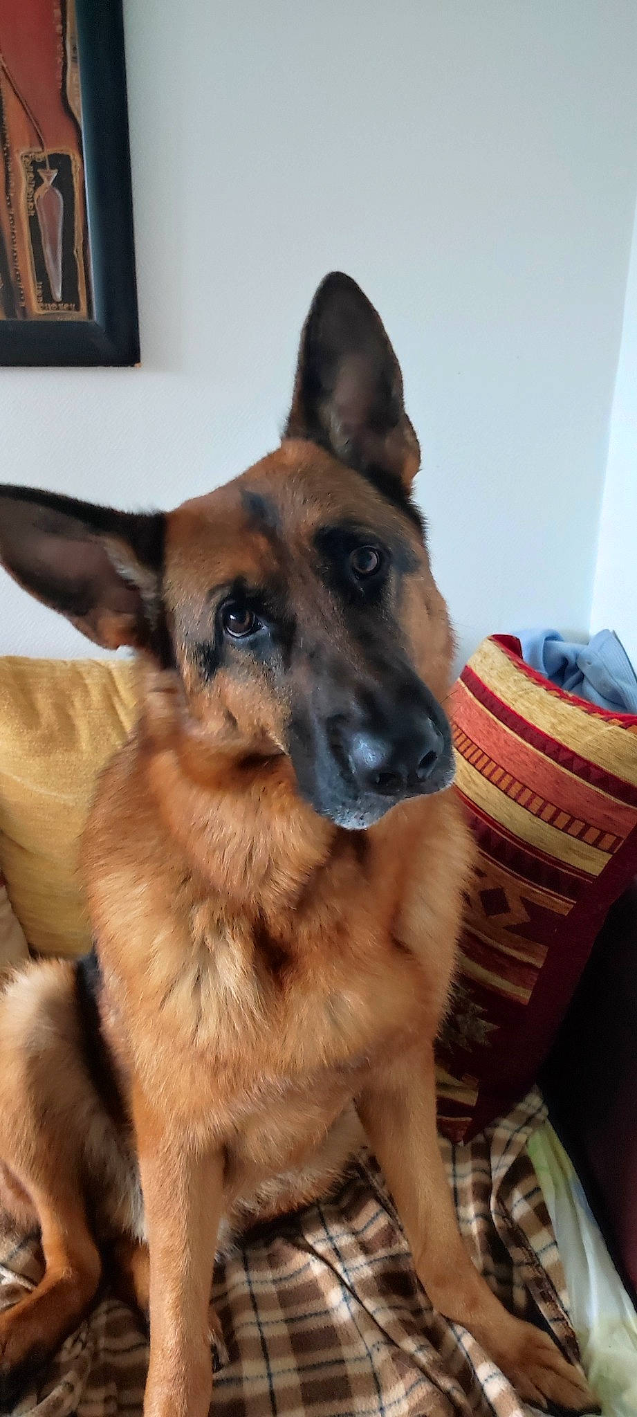 Pako participe au concours pour gagner de l'argent avec cette photo : belgian_shepherd_malinois, canidae, carnivore, companion_dog, dog, dog_breed, door, east_european_shepherd, fawn, fur, german_shepherd_dog, guard_dog, herding_dog, king_shepherd, old_german_shepherd_dog, picture_frame, snout, sporting_group, working_animal, working_dog