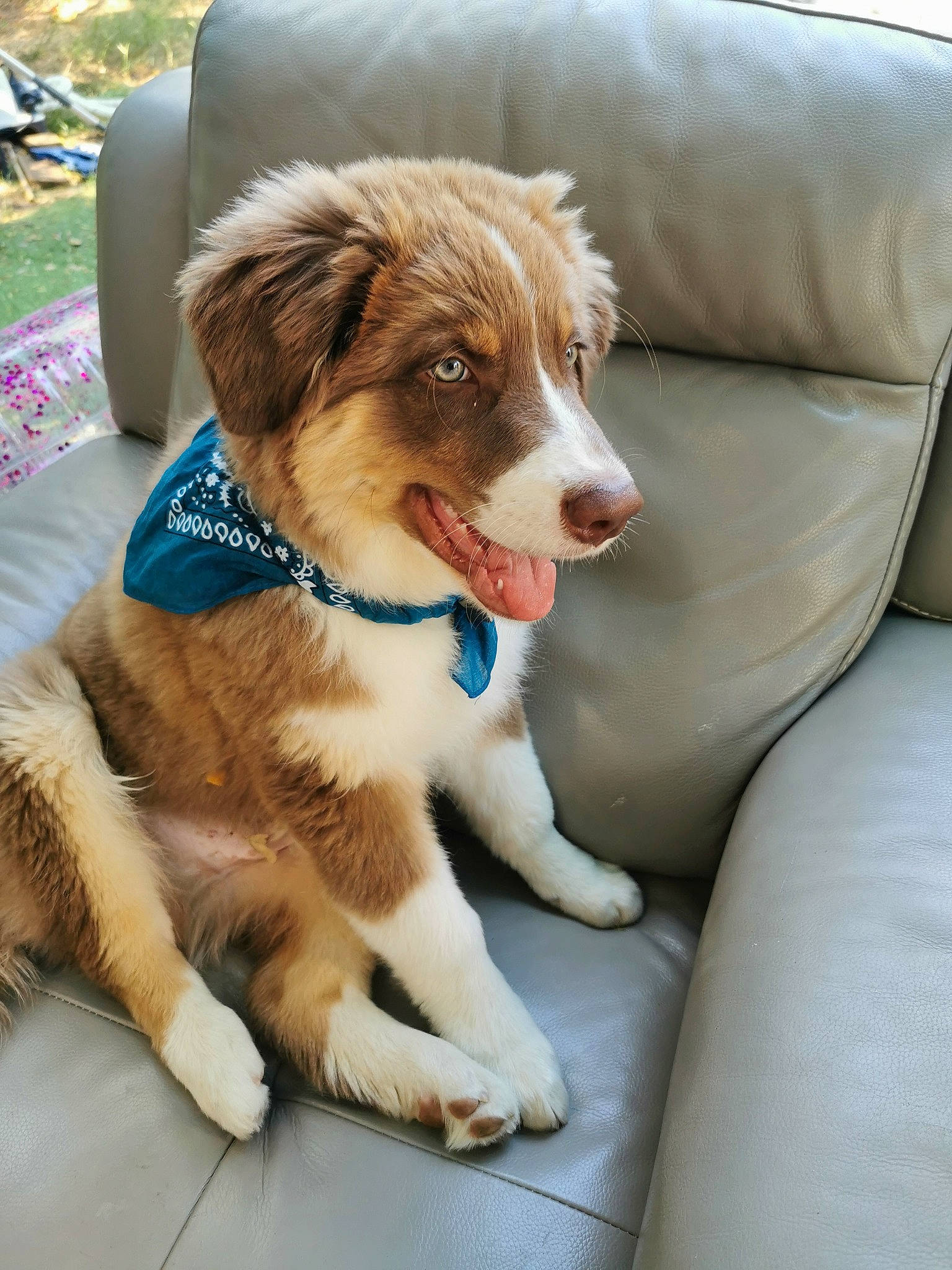 Ranger a rejoint le concours — aidez-le/la à gagner de superbes lots ! australian_shepherd, basque_shepherd_dog, border_collie, canidae, carnivore, companion_dog, dog, dog_breed, fawn, mammal, miniature_australian_shepherd, nova_scotia_duck_tolling_retriever, puppy, rare_breed_dog, sporting_group, vertebrate, welsh_sheepdog