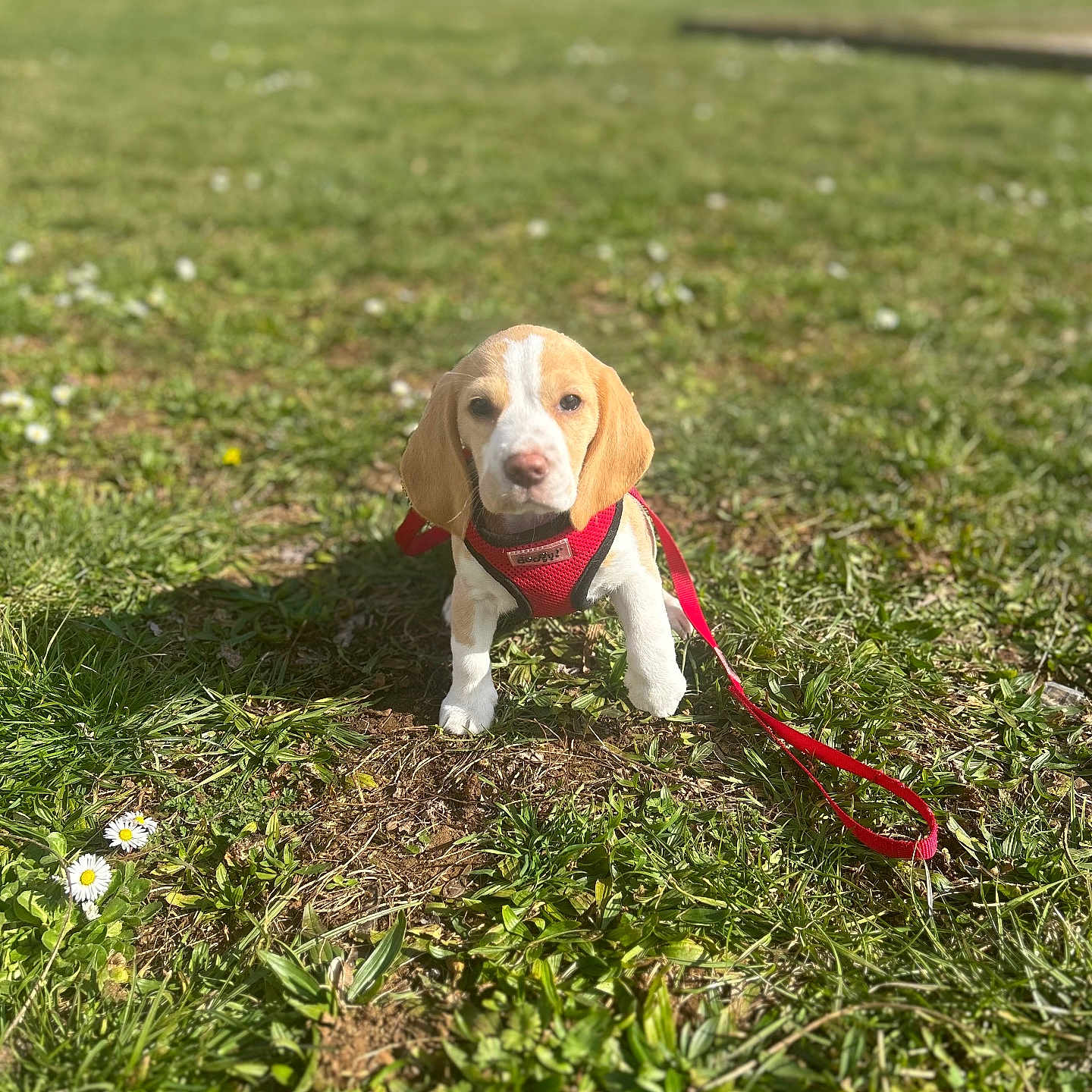 Vénus a rejoint le concours — aidez-le/la à gagner de superbes lots ! accessories, animal, ball, beagle, canine, dog, flower, grass, herbal, herbs, hound, lawn, leash, nature, outdoors, park, pet, plant, puppy, strap
