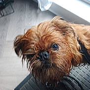 Griff is registered to the contest to win money with this photo: dog, pet, close_up, wet_fur, brown_fur, curious, indoors, mat, window, natural_light, floor, canine, animal, portrait, fur, small_dog, looking_up, whiskers, nose, ears
