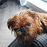 dog, pet, close_up, wet_fur, brown_fur, curious, indoors, mat, window, natural_light, floor, canine, animal, portrait, fur, small_dog, looking_up, whiskers, nose, ears