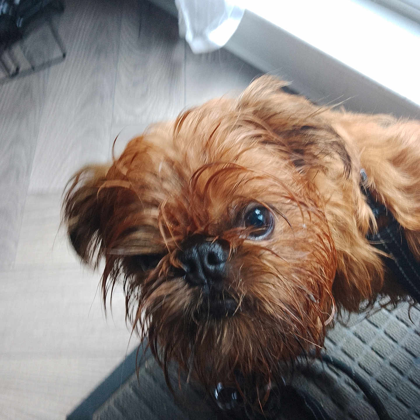 Griff is registered to the contest to win money with this photo: dog, pet, close_up, wet_fur, brown_fur, curious, indoors, mat, window, natural_light, floor, canine, animal, portrait, fur, small_dog, looking_up, whiskers, nose, ears