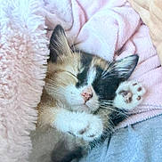 Pepper is registered to the contest to win money with this photo: kitten, cat, sleeping, paw, blanket, pink, cozy, fur, cute, pet, animal, resting, soft, warm, indoor, closeup, snuggle, relax, feline, content