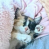 kitten, cat, sleeping, paw, blanket, pink, cozy, fur, cute, pet, animal, resting, soft, warm, indoor, closeup, snuggle, relax, feline, content