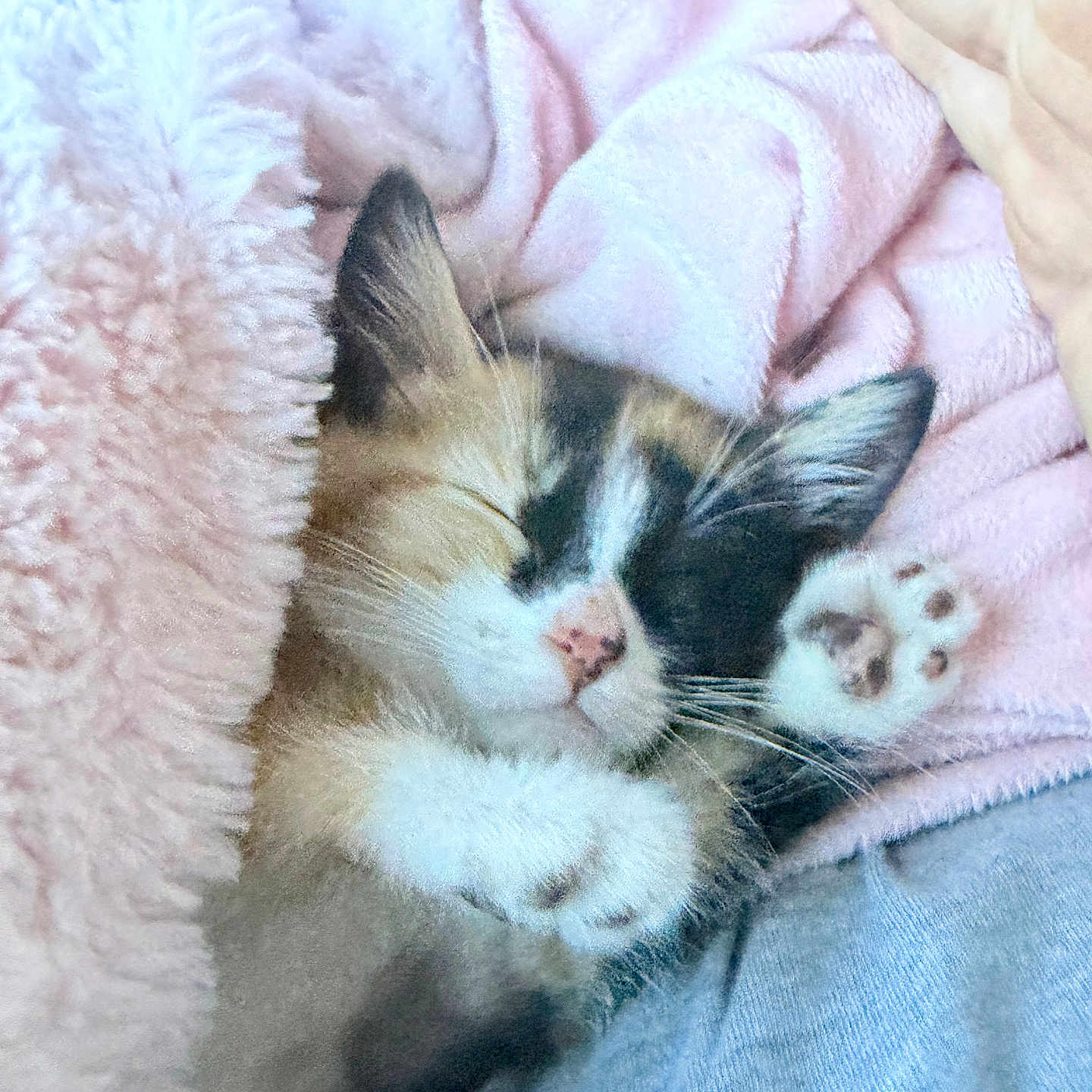 Pepper is registered to the contest to win money with this photo: kitten, cat, sleeping, paw, blanket, pink, cozy, fur, cute, pet, animal, resting, soft, warm, indoor, closeup, snuggle, relax, feline, content
