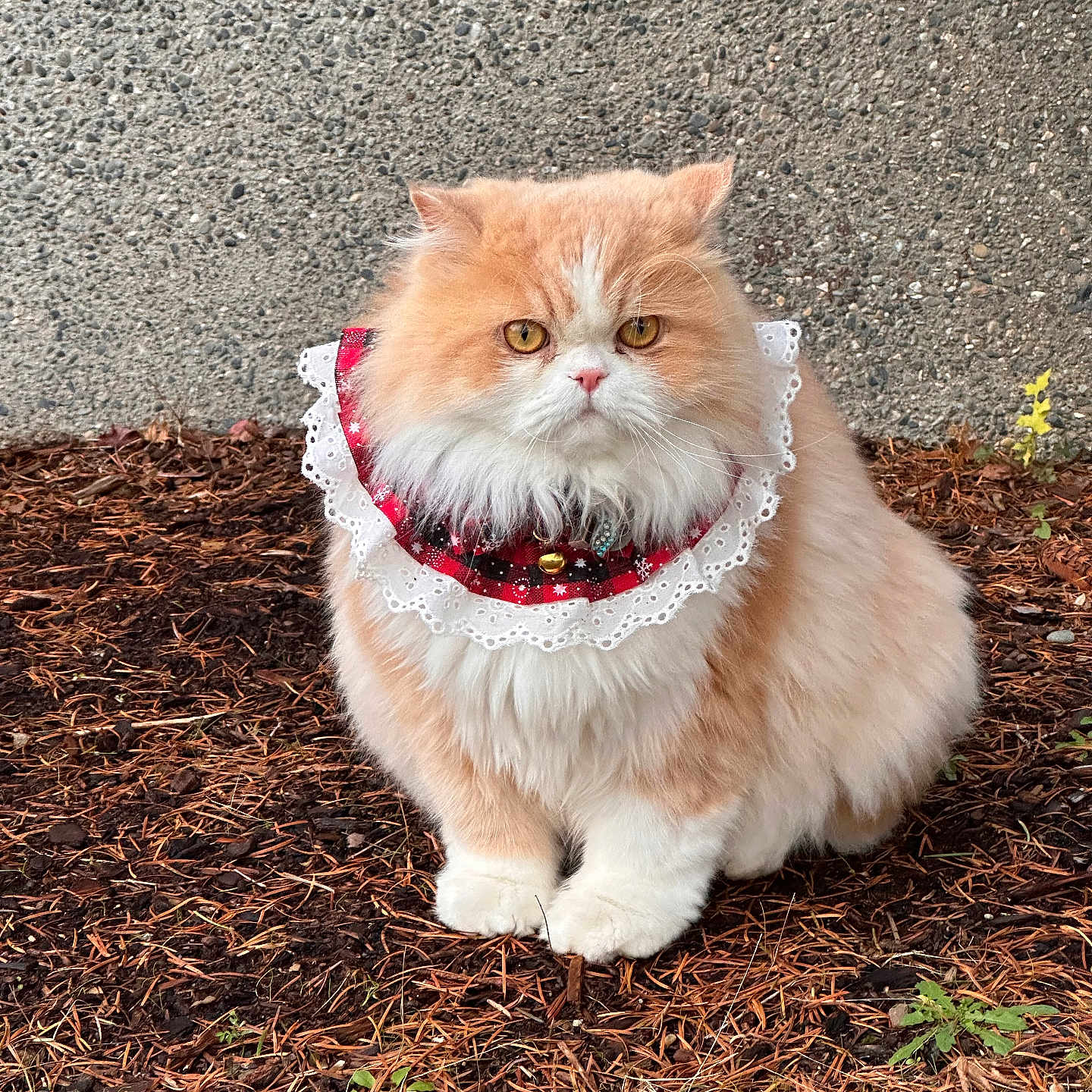 Coco is registered to the contest to win money with this photo: animal, cat, closeup, collar, concrete_wall, cute, fluffy, fur, ground, lace, leaves, nature, orange, outdoor, pet, pine_needles, portrait, serious, sitting, white