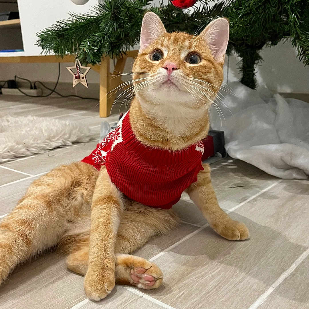 Balou a rejoint le concours — aidez-le/la à gagner de superbes lots ! accessories, animal, canine, cat, christmas, christmasdecorations, clothing, conifer, dog, festival, flower, hardwood, kitten, knitwear, manx, pet, plant, sweater, tree, wood