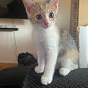 Ember joined the competition — help win amazing prizes! kitten, cat, pet, whiskers, big_eyes, ears, fur, paw, sitting, indoor, couch, blanket, textured_fabric, television, shelf, string_lights, cardboard_box, styrofoam, floor, cords