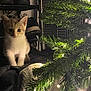 Ember is registered to the contest to win money with this photo: cat, kitten, christmas_tree, tree_lights, indoor, cozy, blanket, pet, portrait, whiskers, big_eyes, festive, night, ambient_light, shelf, shoe, curiosity, fur, soft_texture, holiday_decor