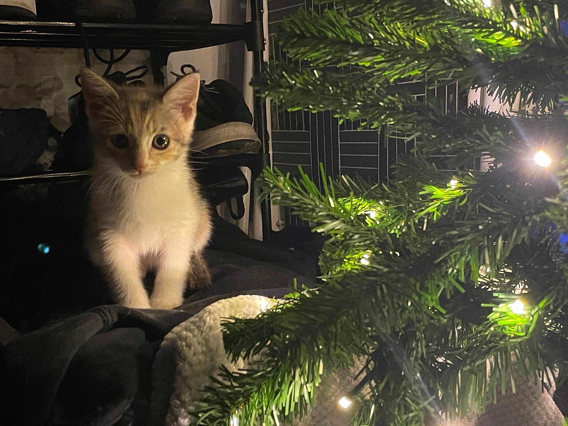 Ember is registered to the contest to win money with this photo: cat, kitten, christmas_tree, tree_lights, indoor, cozy, blanket, pet, portrait, whiskers, big_eyes, festive, night, ambient_light, shelf, shoe, curiosity, fur, soft_texture, holiday_decor