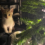 Ember joined the competition — help win amazing prizes! cat, kitten, christmas_tree, tree_lights, indoor, cozy, blanket, pet, portrait, whiskers, big_eyes, festive, night, ambient_light, shelf, shoe, curiosity, fur, soft_texture, holiday_decor