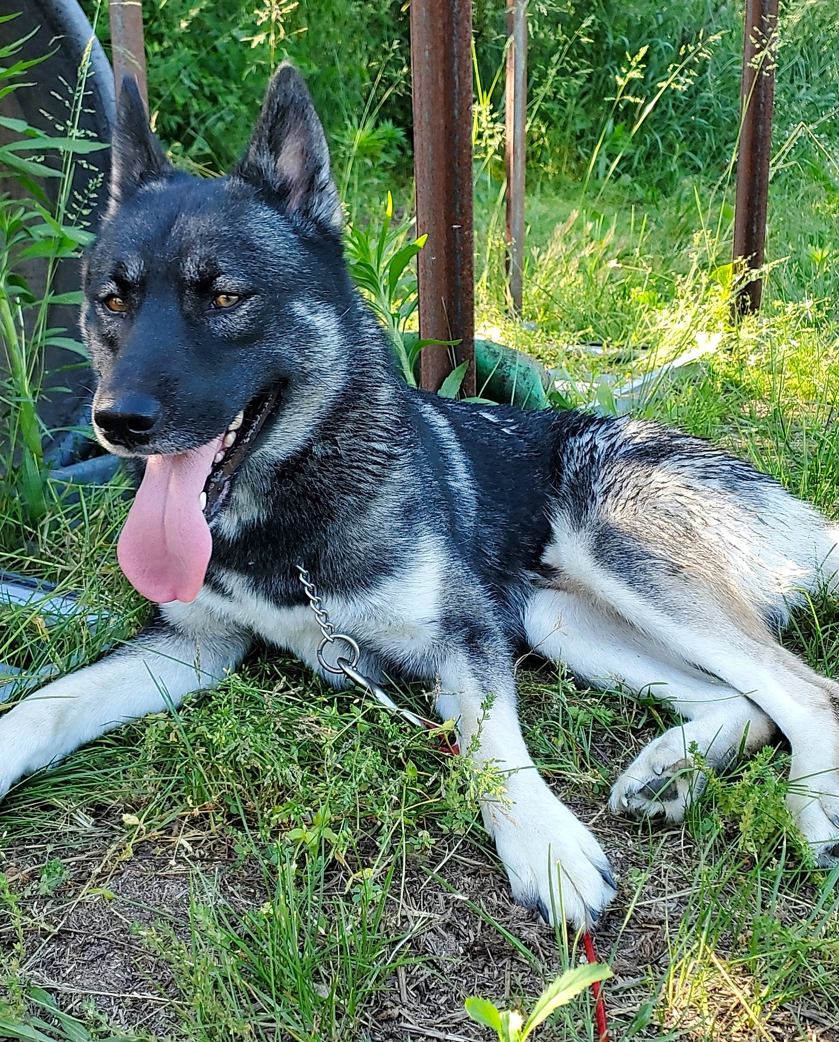 Bandit joined the competition — help win amazing prizes! ancient_dog_breeds, canidae, canis, carnivore, companion_dog, dog, dog_breed, grass, groundcover, herding_dog, plant, snout, sporting_group, tail, terrestrial_animal, working_animal, working_dog