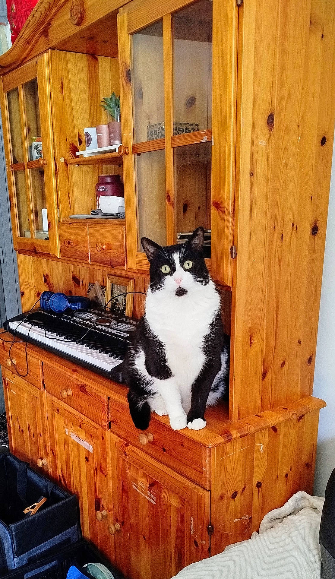 Minouche a rejoint le concours — aidez-le/la à gagner de superbes lots ! animal, architecture, building, cabinet, cat, closet, cupboard, furniture, hardwood, indoors, interiordesign, keyboard, livingroom, musicalinstrument, pet, piano, room, sideboard, stainedwood, wood