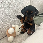 Moon a rejoint le concours — aidez-le/la à gagner de superbes lots ! puppy, dog, toy, plush_toy, couch, beige, raising_paw, cute, small_dog, indoor, pet, animal, texture, furniture, sitting, black_and_tan, canine, young, cozy, friendly