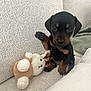 puppy, dog, toy, plush_toy, couch, beige, raising_paw, cute, small_dog, indoor, pet, animal, texture, furniture, sitting, black_and_tan, canine, young, cozy, friendly