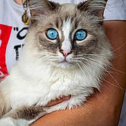 Simba participe au concours pour gagner de l'argent avec cette photo : animal, arm, blue_eyes, calm, cat, close_up, cute, domestic_cat, feline, fluffy_fur, holding, indoor, necklace, person, pet, pink_nose, portrait, soft_lighting, whiskers, white_tshirt