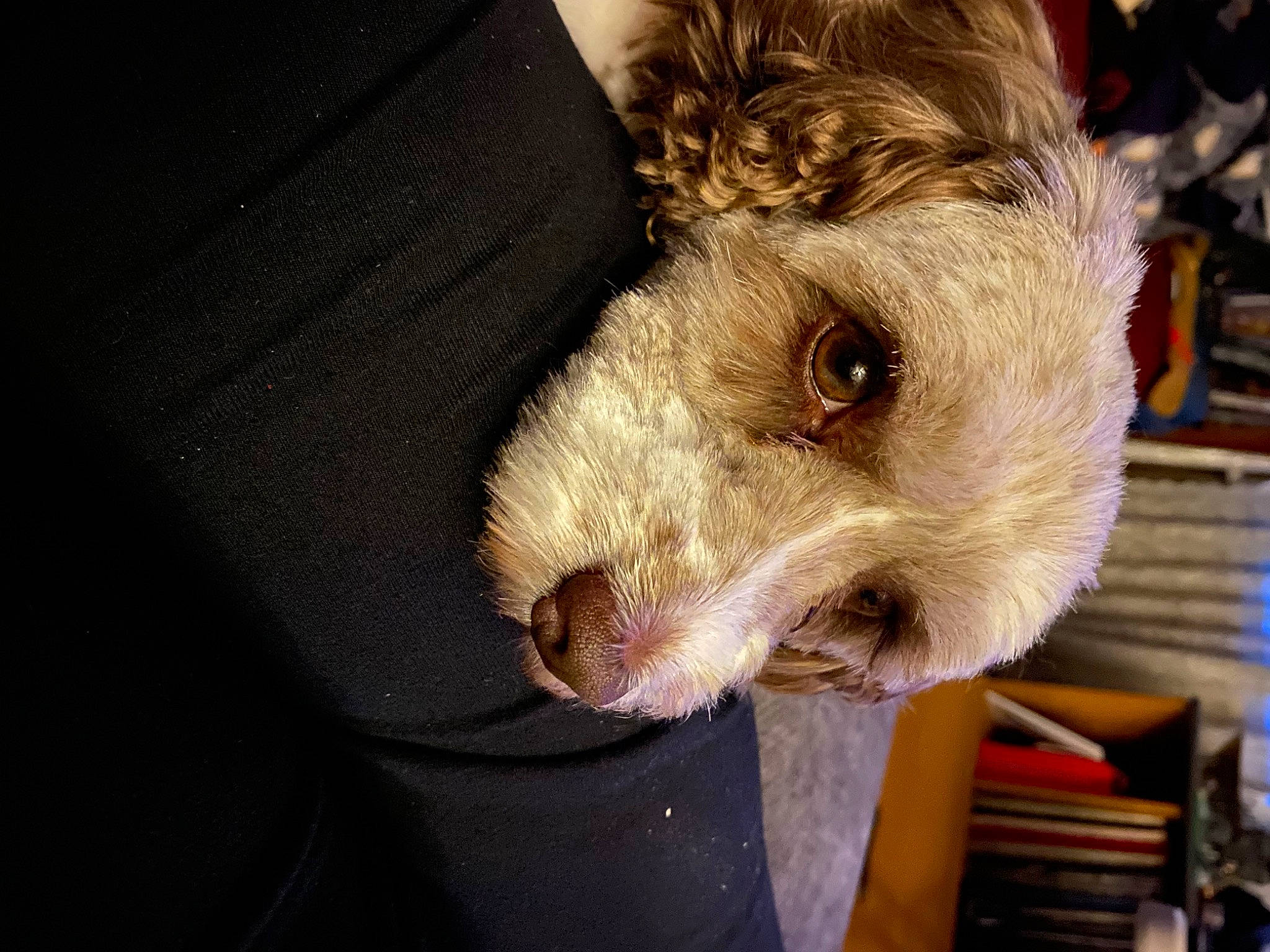 Nugget joined the competition — help win amazing prizes! canidae, carnivore, companion_dog, dog, dog_breed, fawn, fur, livestock, snout, sporting_group, terrestrial_animal, whiskers, working_animal