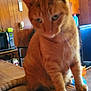 Rambo joined the competition — help win amazing prizes! animal, cabinet, cat, chair, domestic_cat, feline, floor, household, indoor, kitchen, microwave, orange_fur, orange_tabby, paw, pet, table, tail, window_light, wood_paneling, wooden_table
