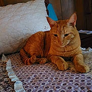 Rambo joined the competition — help win amazing prizes! animal, bed, cat, cozy, domestic_animal, feline, floral, fur, home, indoor, mammal, orange_tabby, patterned_fabric, pet, pillow, quilt, relaxed, resting, sleepy, wooden_headboard