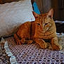 animal, bed, cat, cozy, domestic_animal, feline, floral, fur, home, indoor, mammal, orange_tabby, patterned_fabric, pet, pillow, quilt, relaxed, resting, sleepy, wooden_headboard