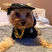 Bear joined the competition — help win amazing prizes! dog, puppy, small_dog, yorkshire_terrier, pet, portrait, costume, graduation_cap, feathered_hat, black_clothing, gold_chain, collar, long_hair, brown_fur, wide_eyes, sitting, bed, bedroom, indoor, funny