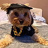 dog, puppy, small_dog, yorkshire_terrier, pet, portrait, costume, graduation_cap, feathered_hat, black_clothing, gold_chain, collar, long_hair, brown_fur, wide_eyes, sitting, bed, bedroom, indoor, funny