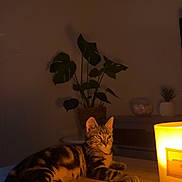 Mowgly participe au concours pour gagner de l'argent avec cette photo : cat, tabby, candle, table, plant, indoor, home, relaxed, cozy, wood, decor, feline, pet, warm_light, evening, domestic, quiet, resting, shadow, soft_light
