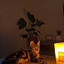 cat, tabby, candle, table, plant, indoor, home, relaxed, cozy, wood, decor, feline, pet, warm_light, evening, domestic, quiet, resting, shadow, soft_light