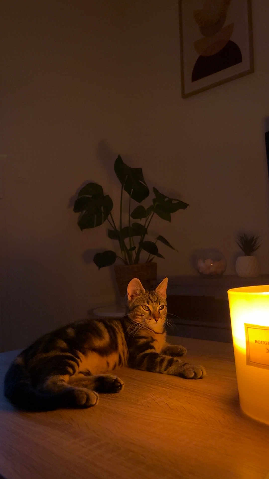 Mowgly