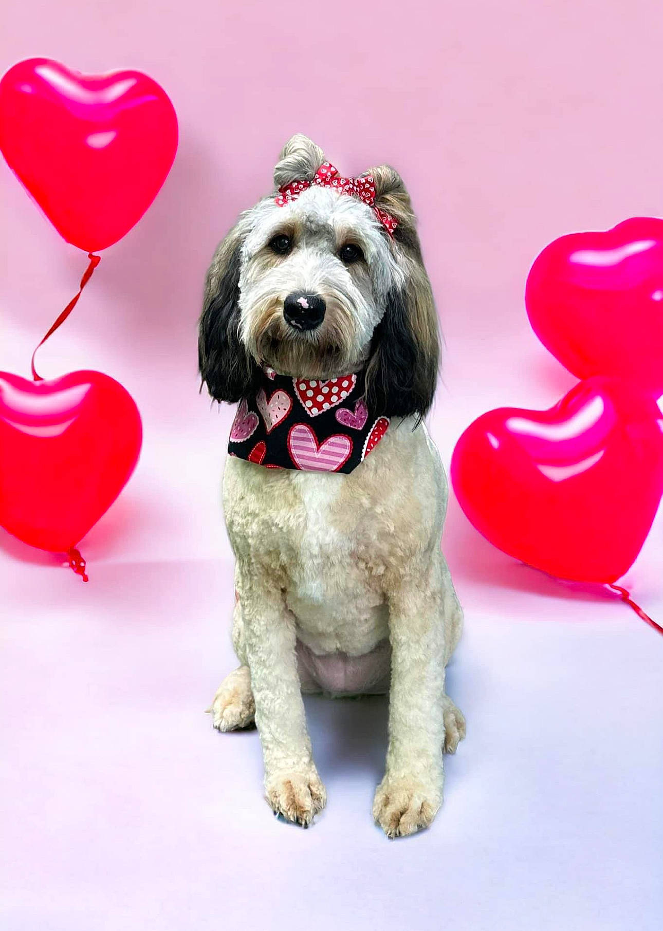 Gracie Jill is registered to the contest to win money with this photo: canidae, carnivore, collar, companion_dog, dog, dog_breed, dog_collar, dog_supply, event, fashion_accessory, font, happy, magenta, pet_supply, pink, snout, sporting_group, toy_dog, water_dog, working_animal