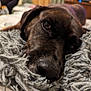 dog, close_up, nose, eye, resting, blanket, fluffy, brown, fur, pet, indoor, cozy, texture, sleepy, animal, portrait, domestic_animal, laying_down, soft, comfort