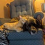 cat, dog, armchair, sleeping, cozy, indoor, pet, furniture, resting, snuggling, ginger_cat, black_dog, blanket, zebra_pattern, wood, lamp, bowl, decor, peaceful, home