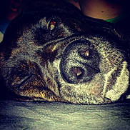 Gabby joined the competition — help win amazing prizes! animal, black, brown, canine, close_up, cozy, cute, dog, domestic_animal, face, fur, indoor, muzzle, nose, pet, portrait, relaxed, resting, sleeping, whiskers