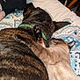 cat, dog, snuggling, bed, paw, sleeping, animal, pet, fur, collar, indoor, cozy, friendship, resting, cute, domestic, mammal, patterned_bedspread, closeup, companion