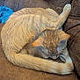 cat, ginger_cat, tabby, curled_up, sleeping, pet, feline, couch, brown_couch, indoor, cozy, resting, tail, fur, whiskers, ears, comfort, relaxed, domestic_cat, animal