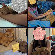 Ren is registered to the contest to win money with this photo: cat, orange_tabby, indoor, bed, couch, person, child, girl, boy, pet, feline, holding, resting, blanket, floor, home, comfort, cozy, affection, casual