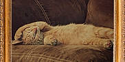 Ren joined the competition — help win amazing prizes! cat, orange_tabby, sleeping, couch, plush, furniture, relaxation, paw, framed_photo, brown, cozy, indoor, pet, resting, whiskers, fur, domestic_cat, comfort, portrait, cute