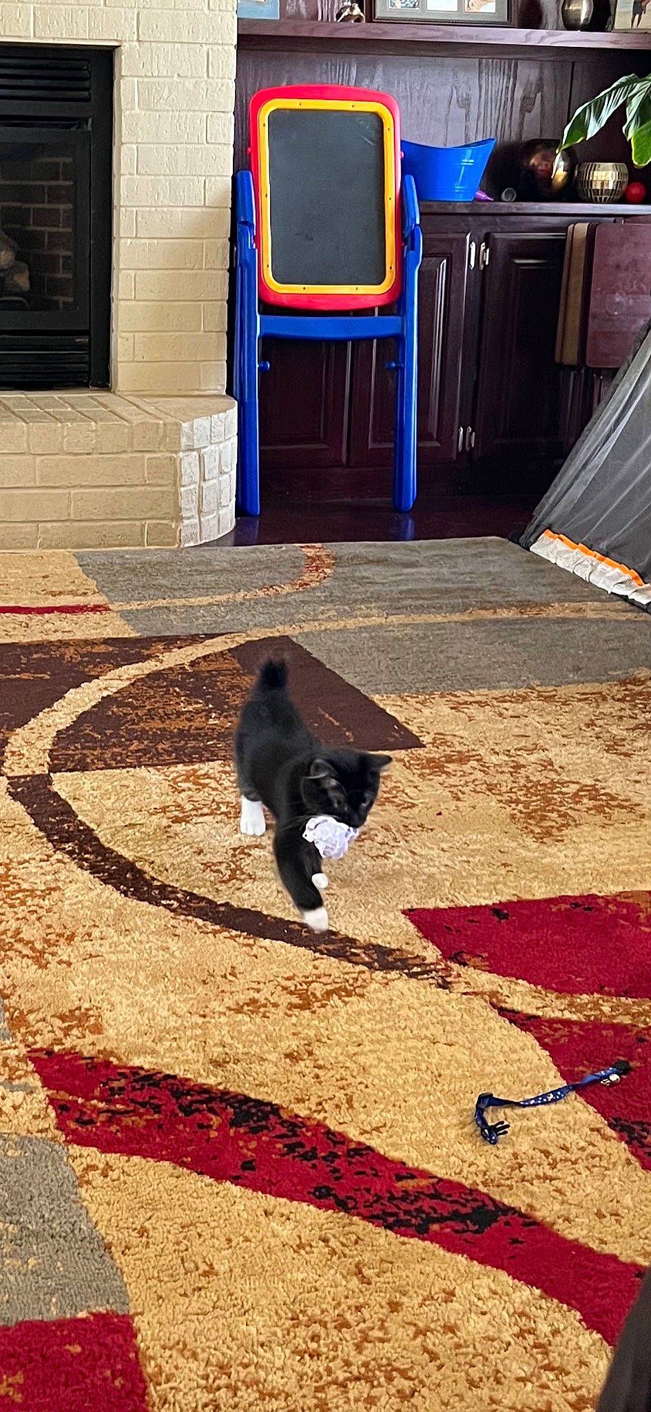 Johnie Wiskers is registered to the contest to win money with this photo: asphalt, blue, door, felidae, floor, flooring, grass, landscape, leisure, light, line, public_space, recreation, red, road_surface, sidewalk, tail, tints_and_shades, tree, wood