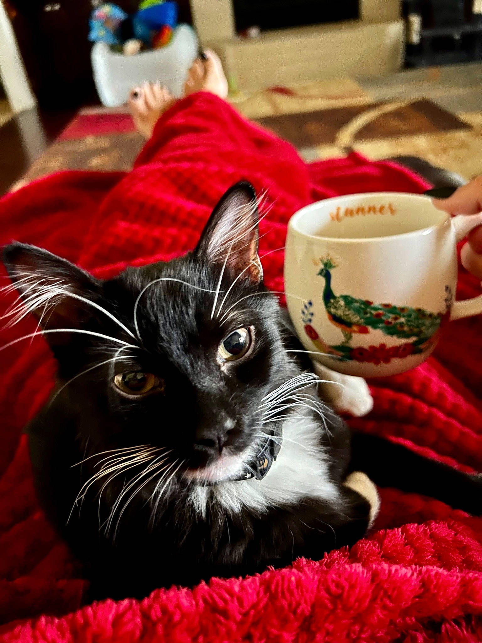 Johnie Wiskers is registered to the contest to win money with this photo: art, carnivore, cat, coffee_cup, cup, dishware, domestic_short_haired_cat, drinkware, event, felidae, fur, magenta, petal, plant, red, serveware, small_to_medium_sized_cats, snout, tableware, whiskers