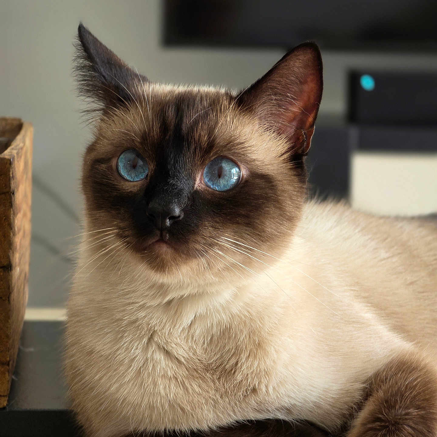 Osiris participe au concours pour gagner de l'argent avec cette photo : animal, blue_eyes, brown_fur, calm, cat, close_up, cream_fur, domestic_cat, ears, feline, fur, indoor, pet, portrait, resting, siamese_cat, soft_light, table, whiskers, wooden_box