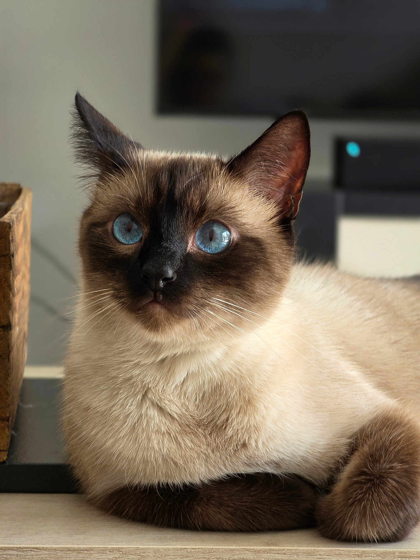 Osiris participe au concours pour gagner de l'argent avec cette photo : cat, siamese_cat, blue_eyes, close_up, resting, fur, whiskers, ears, indoor, wooden_box, table, feline, pet, animal, portrait, calm, domestic_cat, soft_light, brown_fur, cream_fur